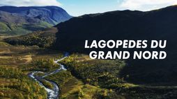 Lagopèdes du Grand Nord