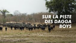 Sur la piste des Dagga Boys