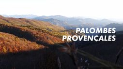 Palombes provençales