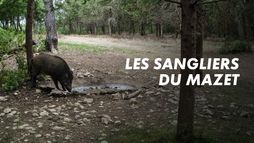 Les sangliers du Mazet