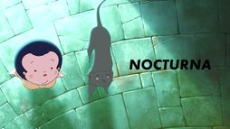 Nocturna, la nuit magique