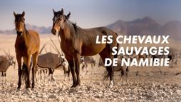 Les chevaux sauvages de Namibie