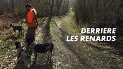 Derrière les renards