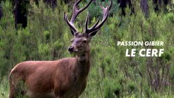 Passion gibier : le cerf