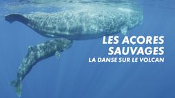Les Açores sauvages - La danse sur le volcan