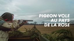 Pigeon vole... au pays de la rose