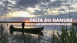 Delta du Danube : des brochets par milliers