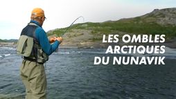 Les ombles arctiques du Nunavik