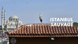 Istanbul sauvage