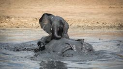 Le jeu chez les animaux