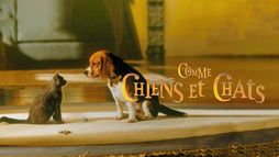 Comme chiens et chats