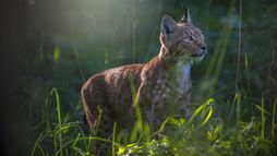 Lynx