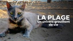 La plage... Et la faune grouillante de nos vacances