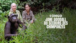Jane Goodall au secours des chimpanzés du Congo