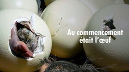 Au commencement était l'oeuf : les animaux ovipares