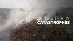 Survivre aux catastrophes : les stratégies de la nature