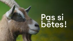 Pas si bêtes !