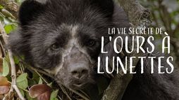 La vie secrète de l'ours à lunettes