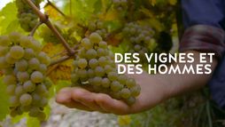 Des vignes et des hommes