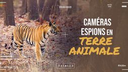 Caméras espions en terre animale