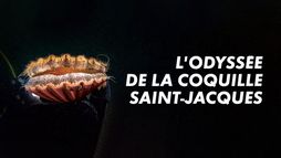 L'odyssée de la coquille Saint-Jacques