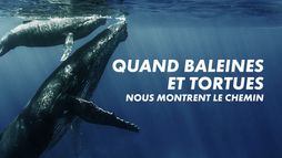 Quand baleines et tortues nous montrent le chemin