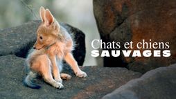 Chats et chiens sauvages