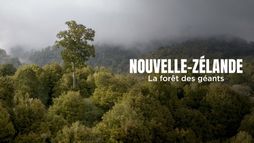 Nouvelle-Zélande : La forêt des géants