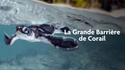 Les sentinelles de la Grande Barrière de corail
