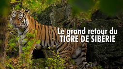 Le grand retour du tigre de Sibérie