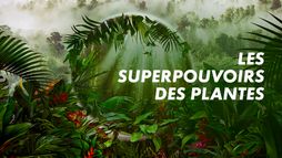 Les superpouvoirs des plantes