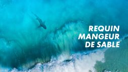 Requin, le mangeur de sable