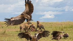 Quand les hyènes défient les lions