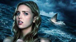 La saison des requins