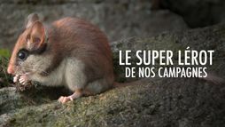 Avis de recherche : le super lérot de nos campagnes