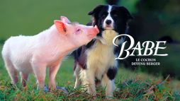 Babe, le cochon devenu berger