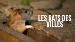 Les rats des villes : Tout un monde !