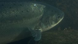 Saumon, histoire d'un retour