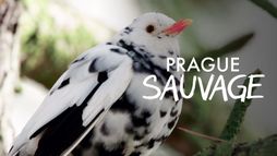 Prague sauvage
