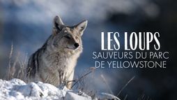 Les loups, sauveurs du parc de Yellowstone