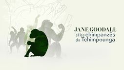 Jane Goodall et les chimpanzés de Tchimpounga