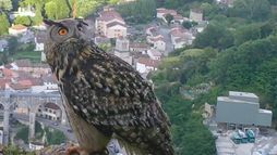 Des cailloux dans la chaussure