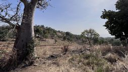 Les arbres-dieux du pays des pierres