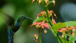 Guadeloupe, des cimes à l'océan