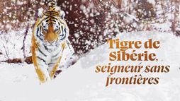 Tigre de Sibérie, seigneur sans frontières