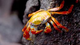 L'Equateur, au sommet de la biodiversité