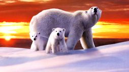 La planète blanche - Trailer
