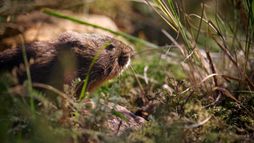 Petits animaux, grandes aventures