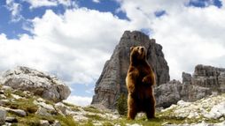 L'Ours - Trailer