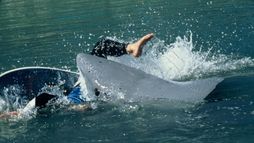 Shark Attack 2